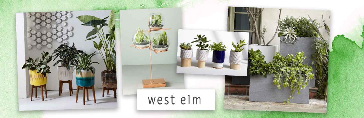 Sophisticated terrariums and planters by West Elm